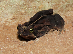 Rhinella henseli