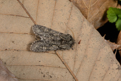 Psaphida palaearctica