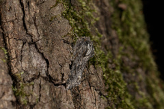 Psaphida palaearctica