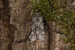 Psaphida palaearctica