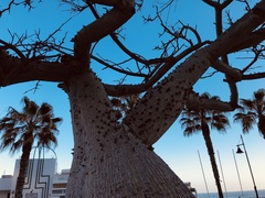 Ceiba speciosa