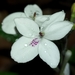 Pastel Flower - Photo (c) Matthew Borella, some rights reserved (CC BY), uploaded by Matthew Borella
