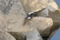 Phoenicurus auroreus