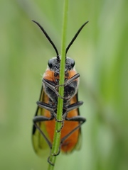 Dolerus triplicatus