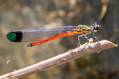 Rhinocypha pagenstecheri timorana