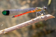Rhinocypha pagenstecheri timorana