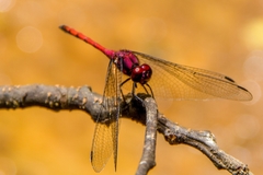 Trithemis lilacina