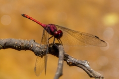 Trithemis lilacina