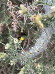 Tetranychus lintearius