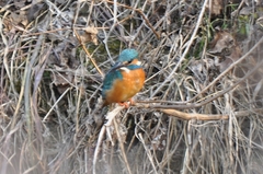 Alcedo atthis