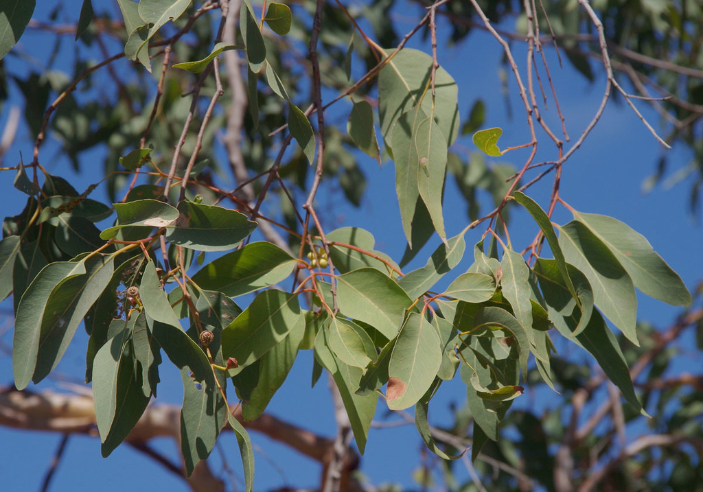 Eucalyptus exserta × platyphylla