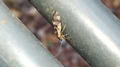 Graphopsocus cruciatus