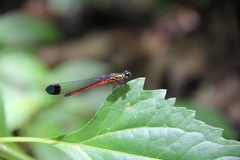 Rhinocypha pagenstecheri timorana