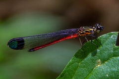 Rhinocypha pagenstecheri timorana