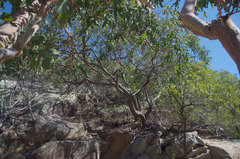 Eucalyptus exserta