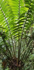 Zamia lindenii