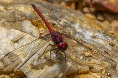 Trithemis lilacina