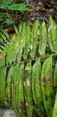 Zamia lindenii