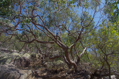 Eucalyptus exserta