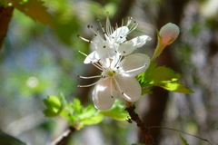 Crataegus marshallii
