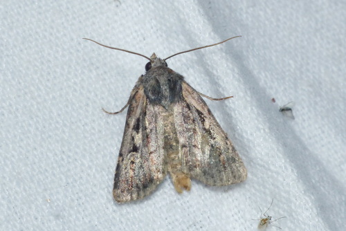 Xestia agathina