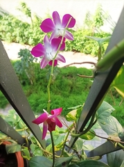 Dendrobium