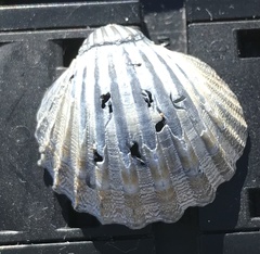 Acanthocardia paucicostata