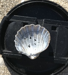 Acanthocardia paucicostata