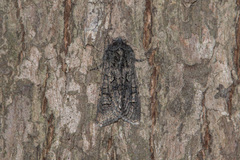 Psaphida palaearctica