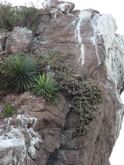 Mammillaria mazatlanensis