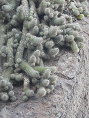 Mammillaria mazatlanensis