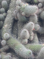 Mammillaria mazatlanensis