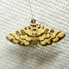 Glycythyma chrysorycta