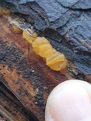 Dacrymyces lacrymalis