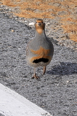 Perdix dauurica