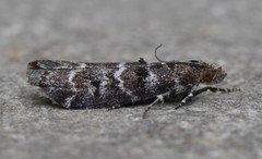 Ortholepis pasadamia