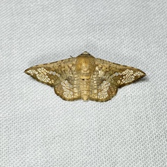 Canaea hyalospila
