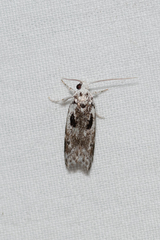 Lichenaula choriodes