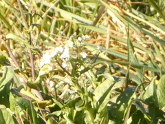 Capsella grandiflora
