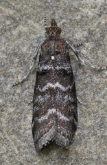 Ortholepis pasadamia