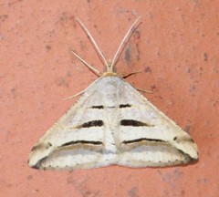 Chiasmia subcurvaria