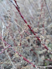 Bassia prostrata