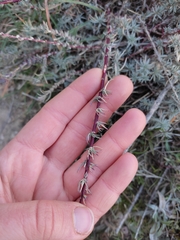 Bassia prostrata