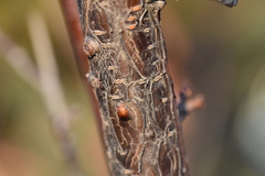 Parthenolecanium corni