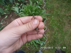 Nephrotoma pratensis