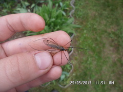 Nephrotoma pratensis