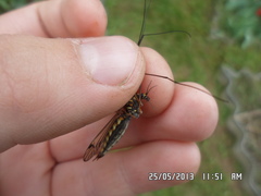 Nephrotoma pratensis