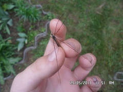 Nephrotoma pratensis