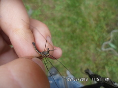 Nephrotoma pratensis