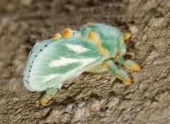 Coenobasis amoena